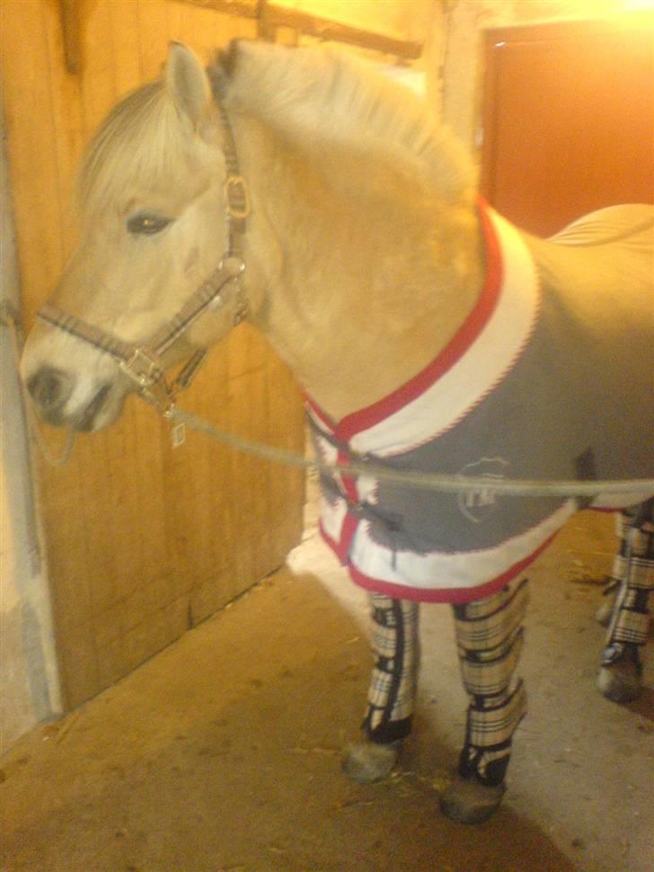 Fjordhest Valsølilles Emil - Emil klar til at blive læsset :) billede 14