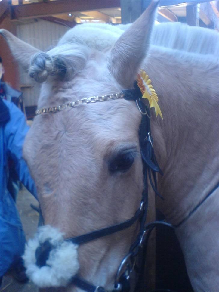 Fjordhest Valsølilles Emil - Stævne spring 50 cm, 4. Plads :) billede 15