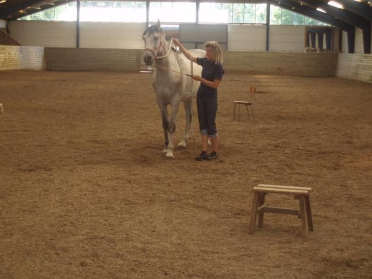 Hannoveraner  Vendel R.I.P billede 10