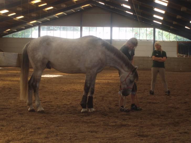 Hannoveraner  Vendel R.I.P billede 11