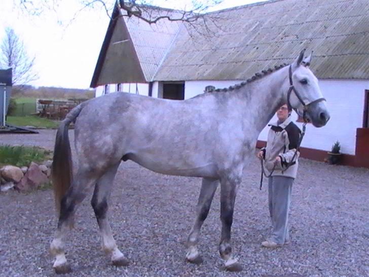 Hannoveraner  Vendel R.I.P billede 12