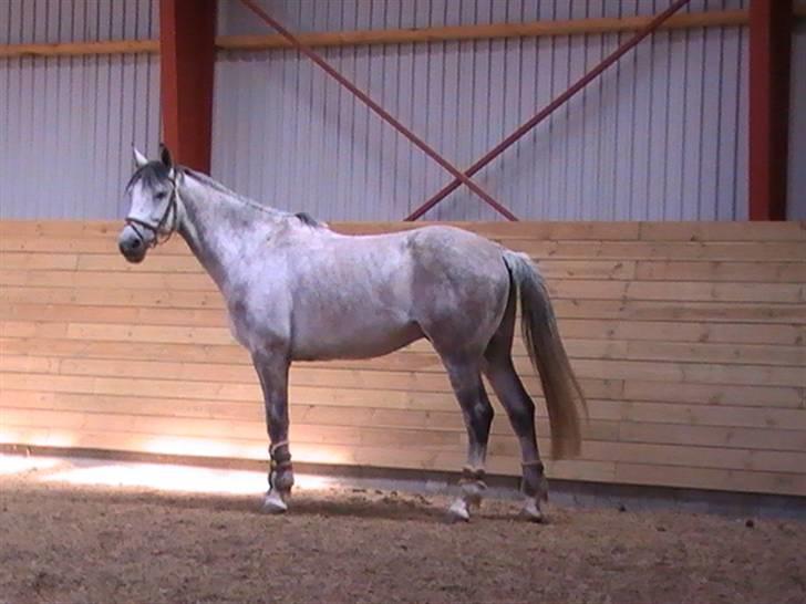 Hannoveraner  Vendel R.I.P billede 13