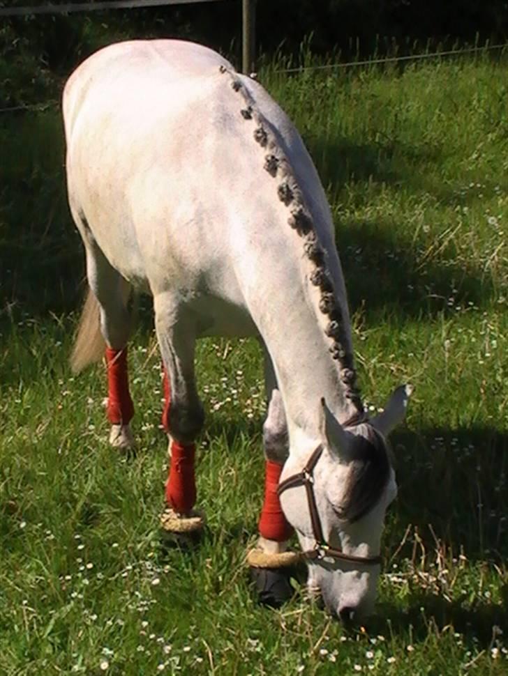 Hannoveraner  Vendel R.I.P billede 14