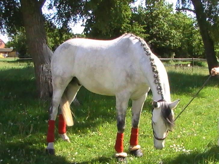 Hannoveraner  Vendel R.I.P billede 15