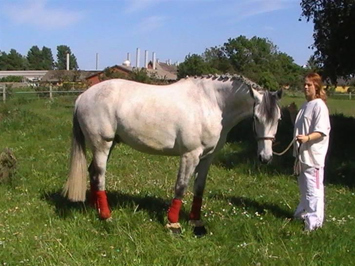 Hannoveraner  Vendel R.I.P billede 16