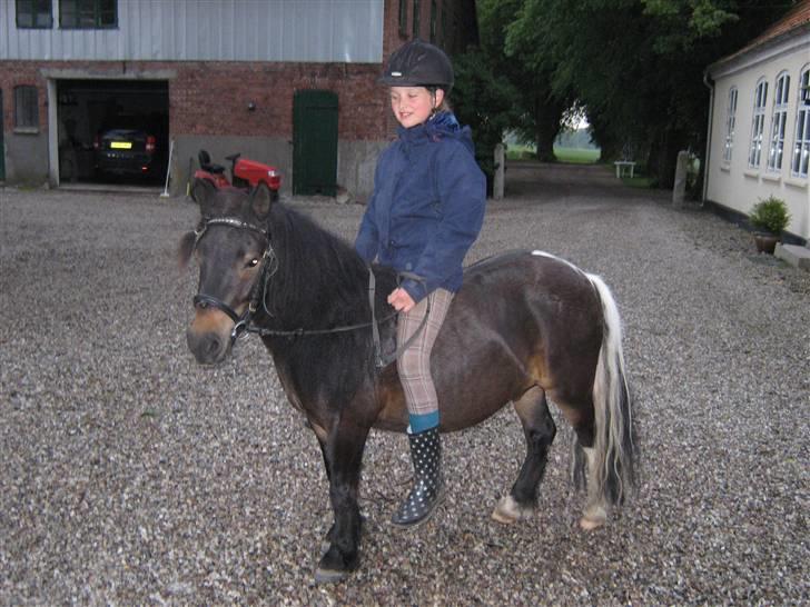 Shetlænder Daytripper - Mig og smukke Daytripper. D. 11 Juni 2009 billede 11