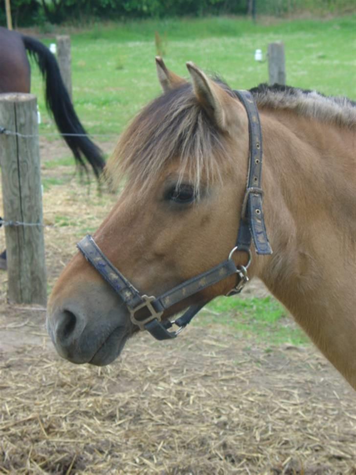 Anden særlig race Musse - R.I.P lille Musse billede 1