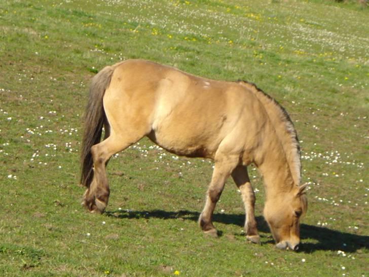 Anden særlig race Musse - Sommer 2008 billede 5