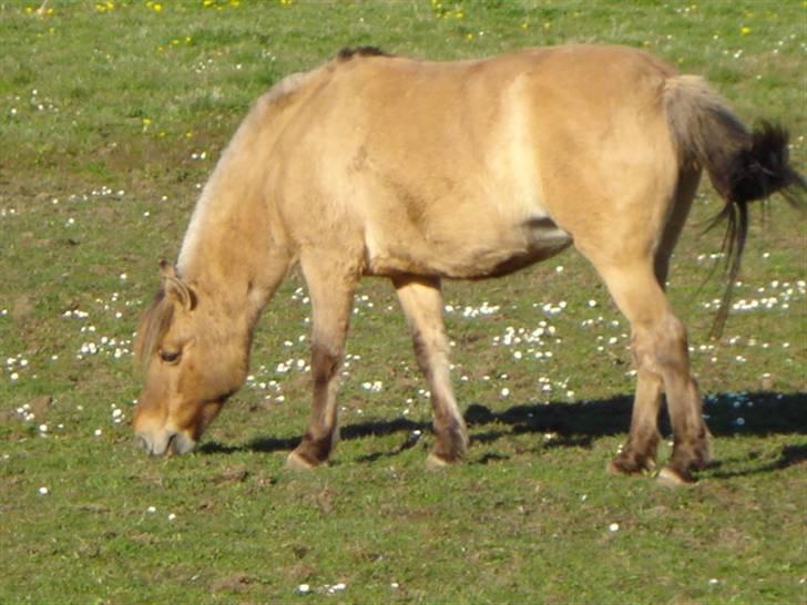 Anden særlig race Musse - sommer 2008 billede 6