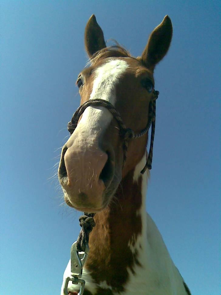 Pinto Dusty Dancer - Jeg er smuk Ik !? d:  billede 11