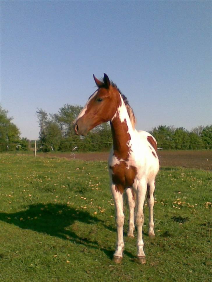 Pinto Dusty Dancer billede 12