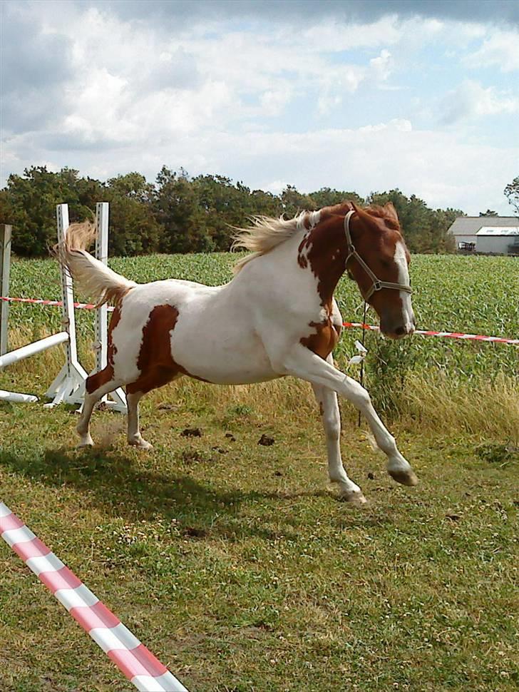 Pinto Dusty Dancer - Dusty bliver løssprunget . Taget D. 22-6-2009 billede 13