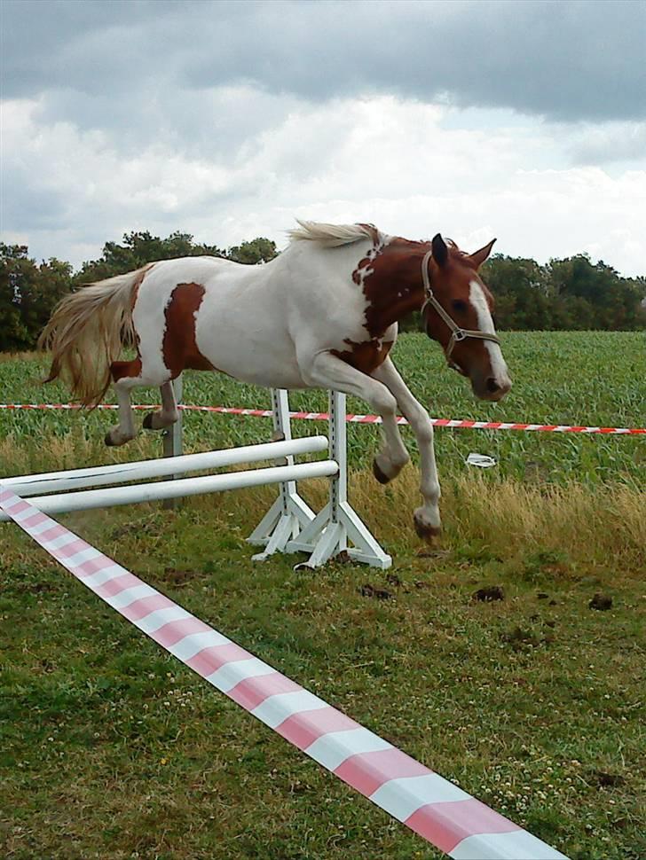 Pinto Dusty Dancer - Dusty bliver løssprunget . Taget D. 22-6-2009 billede 14