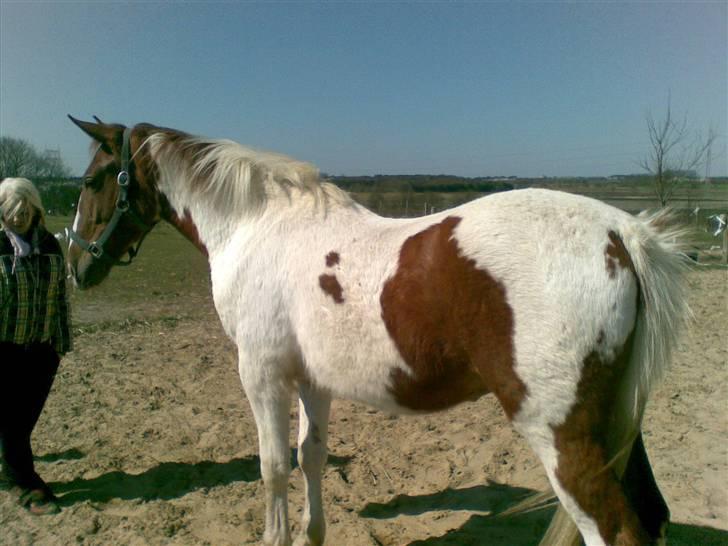 Pinto Dusty Dancer billede 15