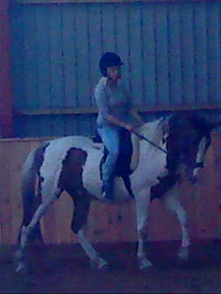 Pinto Dusty Dancer billede 16