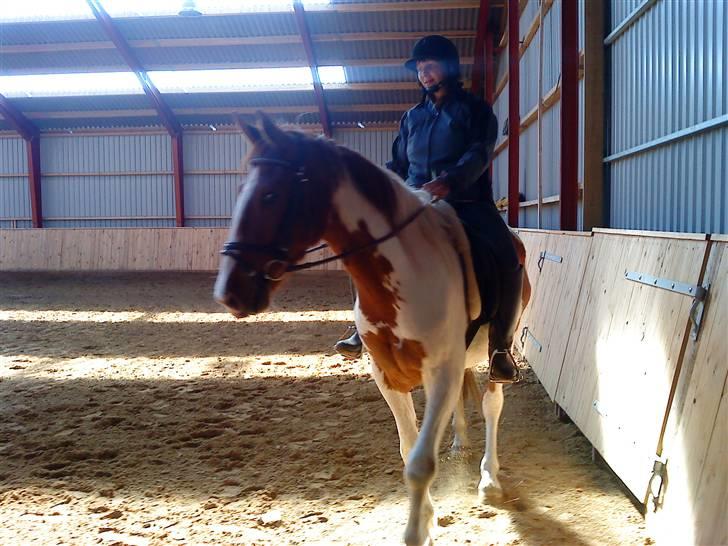 Pinto Dusty Dancer billede 17