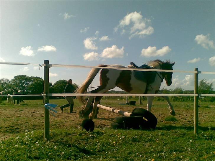 Pinto Dusty Dancer - d. 20-05-2009 <3 billede 18