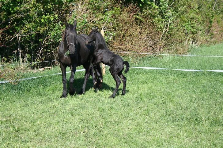 Frieser Blake "SOLGT" billede 1