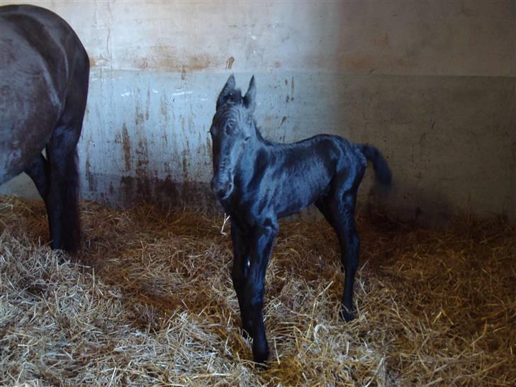 Frieser Blake "SOLGT" billede 3