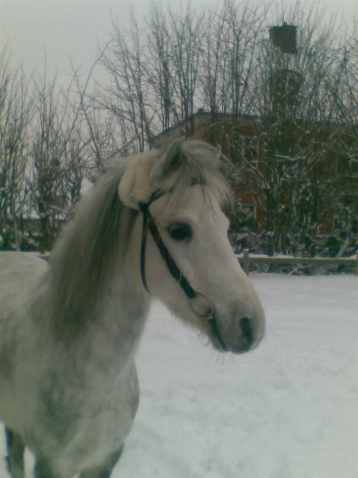 Welsh Mountain (sec A) Elvis Pony "SOLGT"  :´( - WELKOMMEN til min profil     Begrund venligst middel eller lav  billede 1