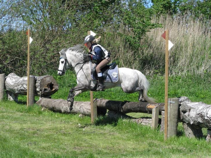 Welsh Mountain (sec A) Elvis Pony "SOLGT"  :´( - til military stævne på søg fik en 2 i terræn billede 4