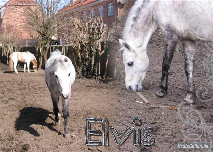 Welsh Mountain (sec A) Elvis Pony "SOLGT"  :´( - lege med pind billede 5