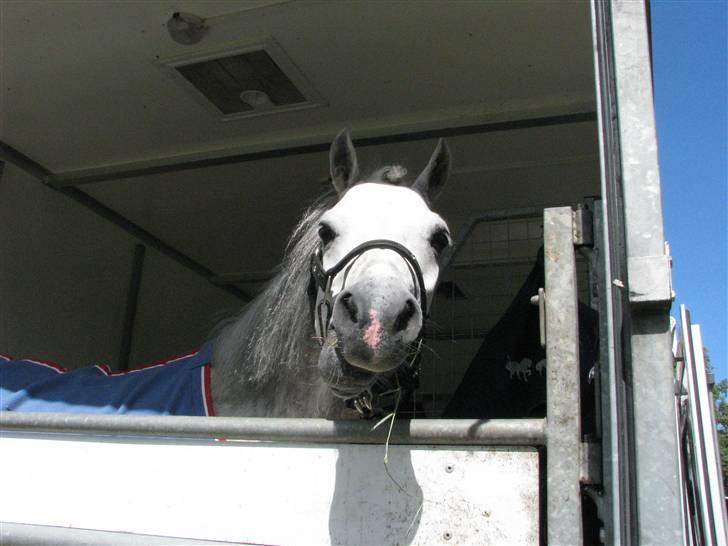 Welsh Mountain (sec A) Elvis Pony "SOLGT"  :´( - elvis i trailer billede 6