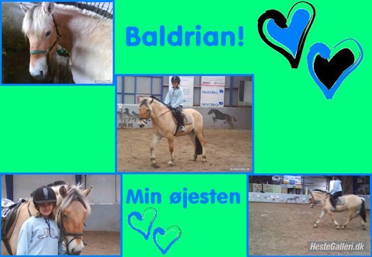 Fjordhest Baldrian<3 Solgt:/<3 - Velkommen til Baldrians profil. Skriv hvorfor i giver lav og middel! billede 1