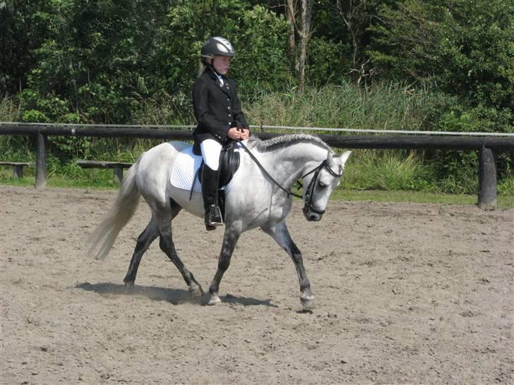 Welsh Mountain (sec A) Elvis Pony "SOLGT"  :´( - se vor fint han kan gå billede 7