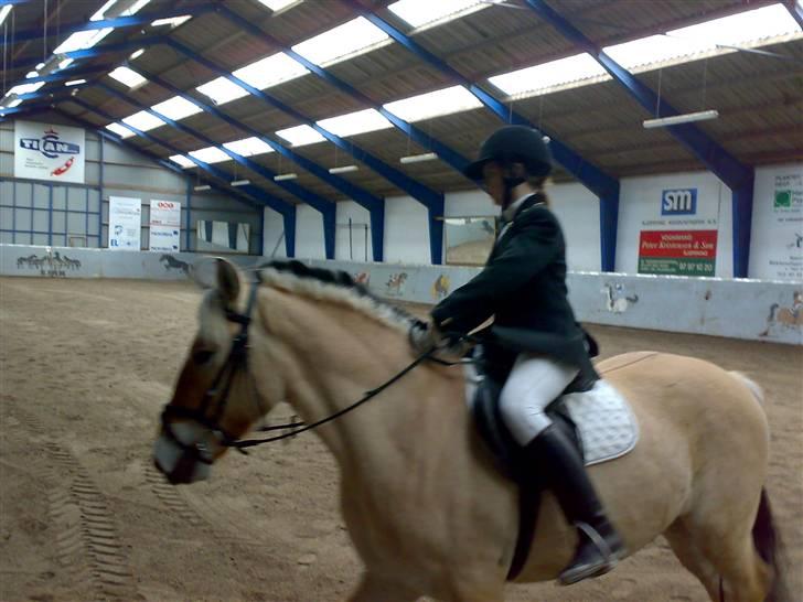 Fjordhest Baldrian<3 Solgt:/<3 - Vi rider stævne.. foto: Mor billede 2