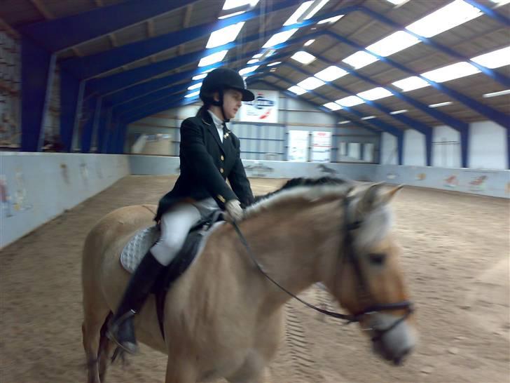 Fjordhest Baldrian<3 Solgt:/<3 - Vi rider stævne.. foto: mor billede 3