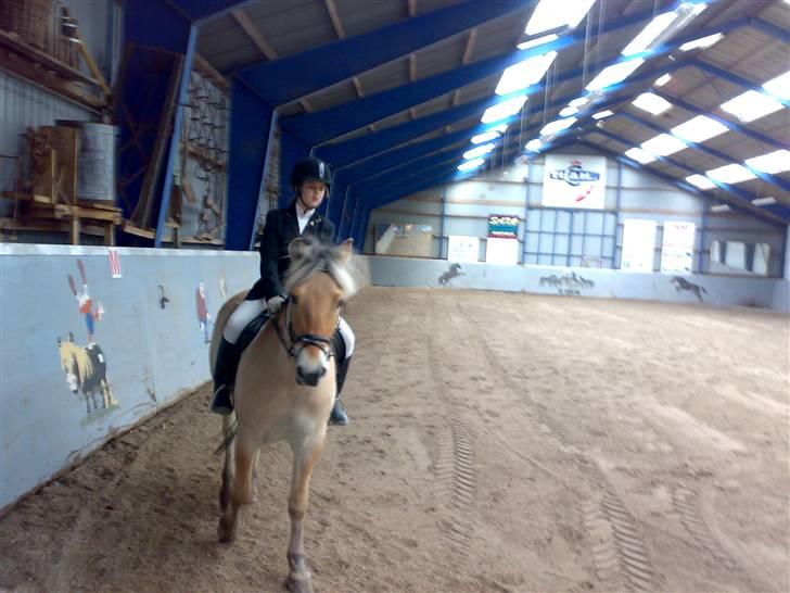 Fjordhest Baldrian<3 Solgt:/<3 - Vi rider stævne.. billede 4