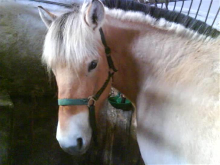 Fjordhest Baldrian<3 Solgt:/<3 - Hvad er det dog for en tingest hun står med i hånden? billede 5