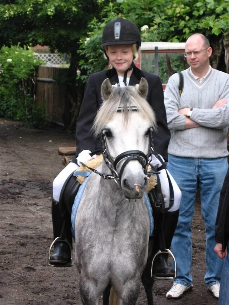 Welsh Mountain (sec A) Elvis Pony "SOLGT"  :´( - her er et billed som jeg selv har lavet billede 8