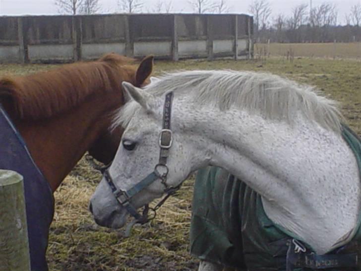 Anden særlig race Mon Cherie - 13/3 10. Risse kigger interesseret på Lucky ;d  billede 12