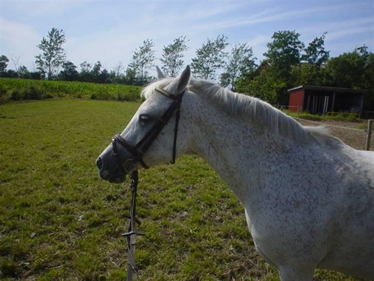 Anden særlig race Mon Cherie billede 15