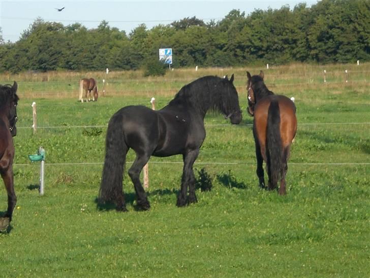 Frieser Jordy van zuidveld billede 3