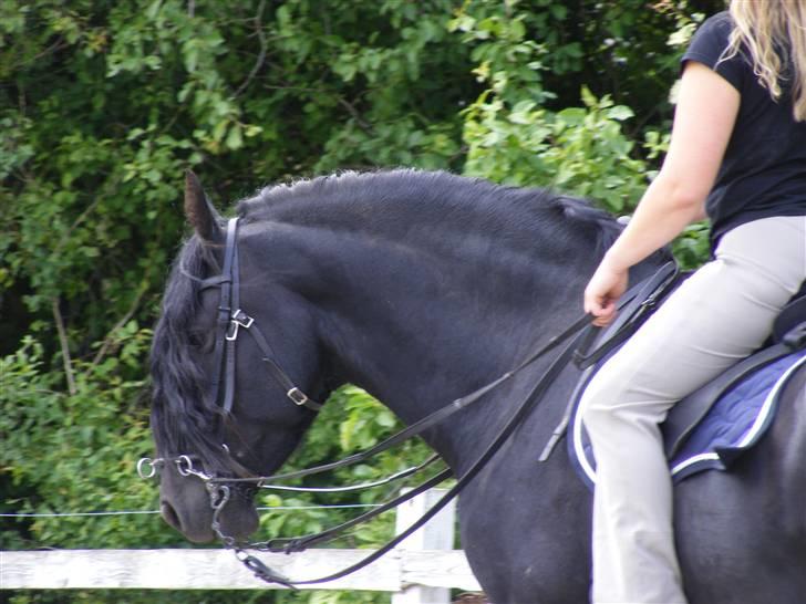 Frieser Jordy van zuidveld - Foto:Majbritt Hansen billede 5