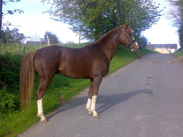 DSP StaldBirkely's mr nice guy billede 7