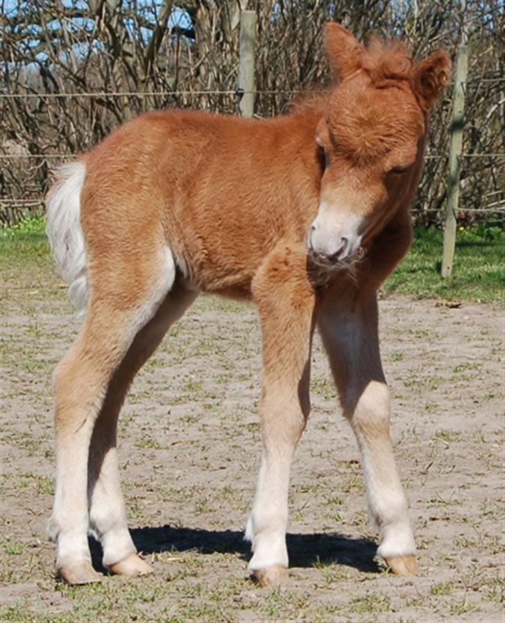 Dansk Miniature Egehøjs Red Hot Double Sh - 23.04.08 billede 4