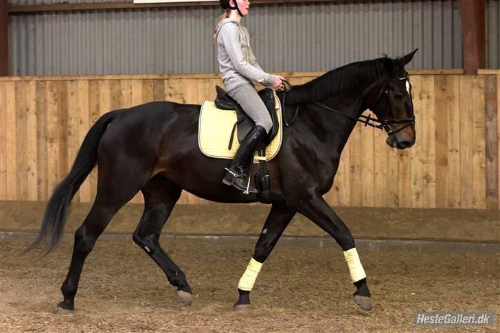 Anden særlig race Chiffon la bevuée - Suttekluden er nu redet i ca. 2 ½ mdr. ;) <3 (taget af lenaelsborg.dk) billede 16