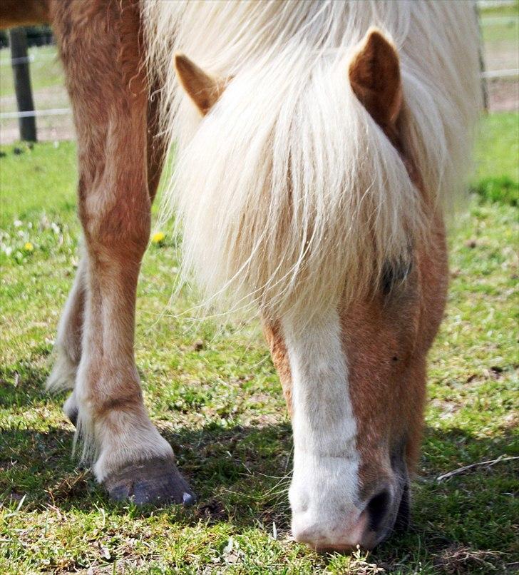 Islænder Storgaardens Glama billede 1