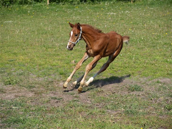 Dansk Varmblod Solhøjs Rubine <3 - 3 - Maj 08 billede 5