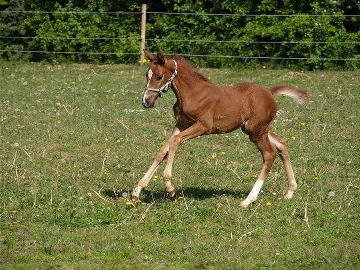 Dansk Varmblod Solhøjs Rubine <3 - 4 - Maj 08 billede 6