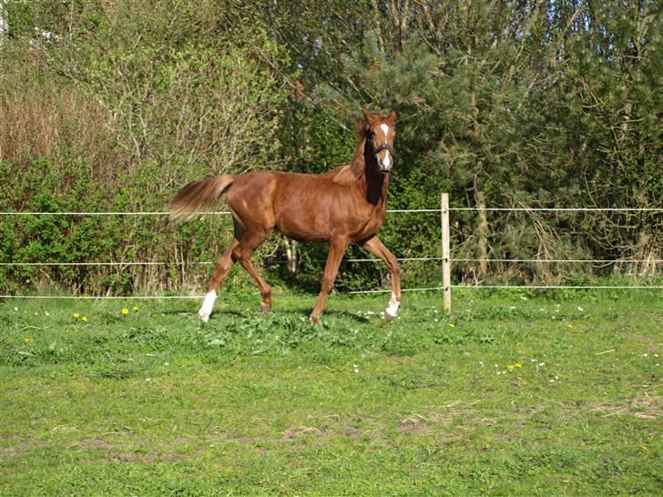 Dansk Varmblod Solhøjs Rubine <3 - 5 - April 09 billede 7