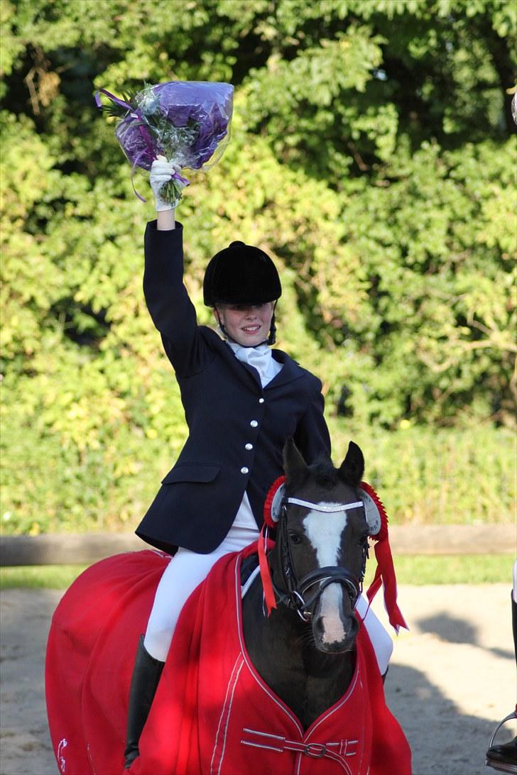 Welsh Mountain (sec A) Fakla Gerald A-pony  ¤Solgt¤ - Fynsmester for hold 2o1o! :D billede 5