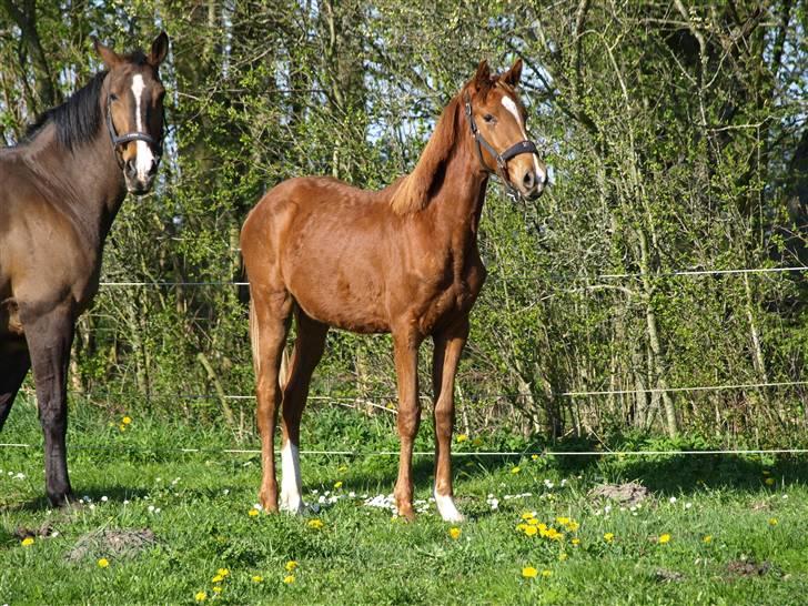 Dansk Varmblod Solhøjs Rubine <3 - 8 - Mig og mor april 09 billede 8