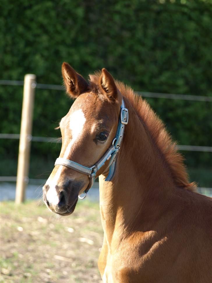 Dansk Varmblod Solhøjs Rubine <3 - 11 - Maj 08 billede 9