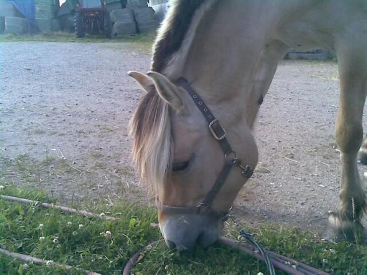 Fjordhest Theodor.. (Solgt) - Charmeprinsen!! billede 8
