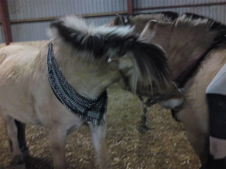 Fjordhest Theodor.. (Solgt) - Theodor og Allis<3  billede 9